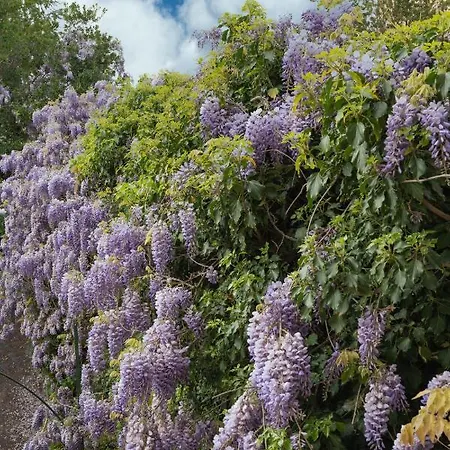 Le Camerine Di Silvia 2 3* Сиена
