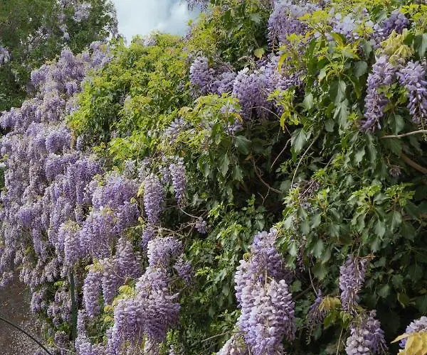 Le Camerine Di Silvia 2 3* Siena